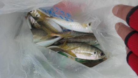 アジのサイズが良くなりました　下関フィッシングパーク